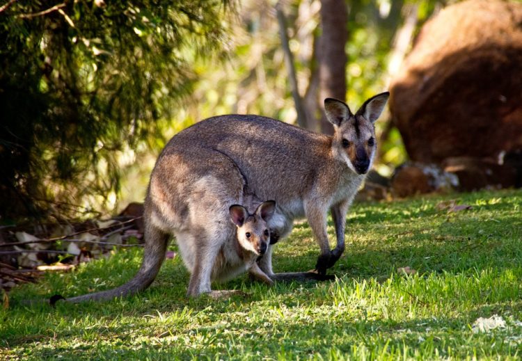 How Are Kangaroos Born? Animal Hype