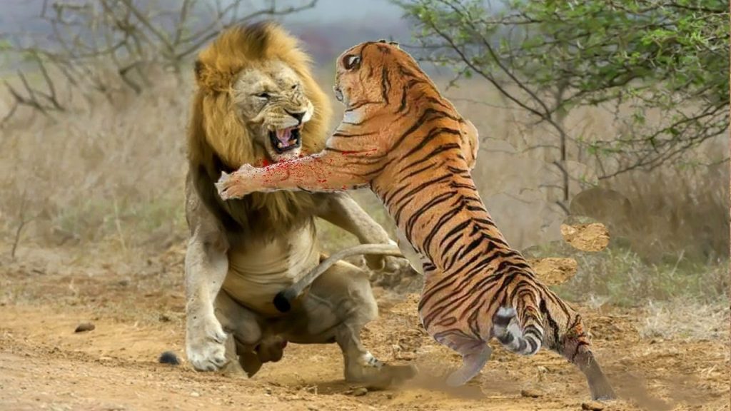 Fight Between Mammals Who Would Win Animal Hype Fight Between Mammals Who Would Win Animal Hype