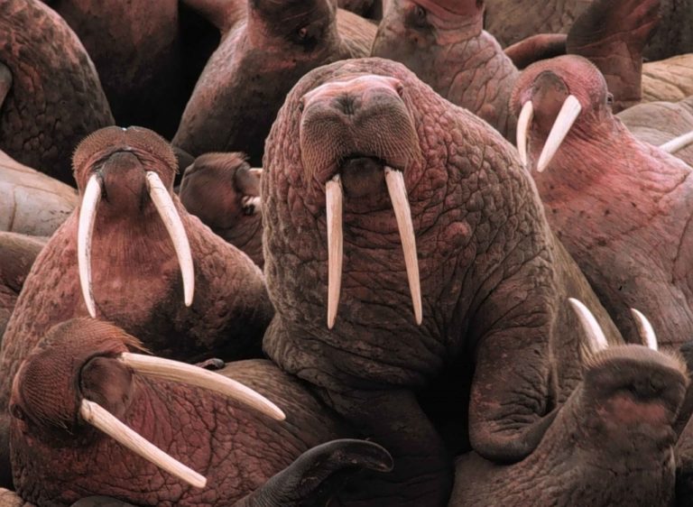 What Animals' Teeth Never Stop Growing? Animal Hype