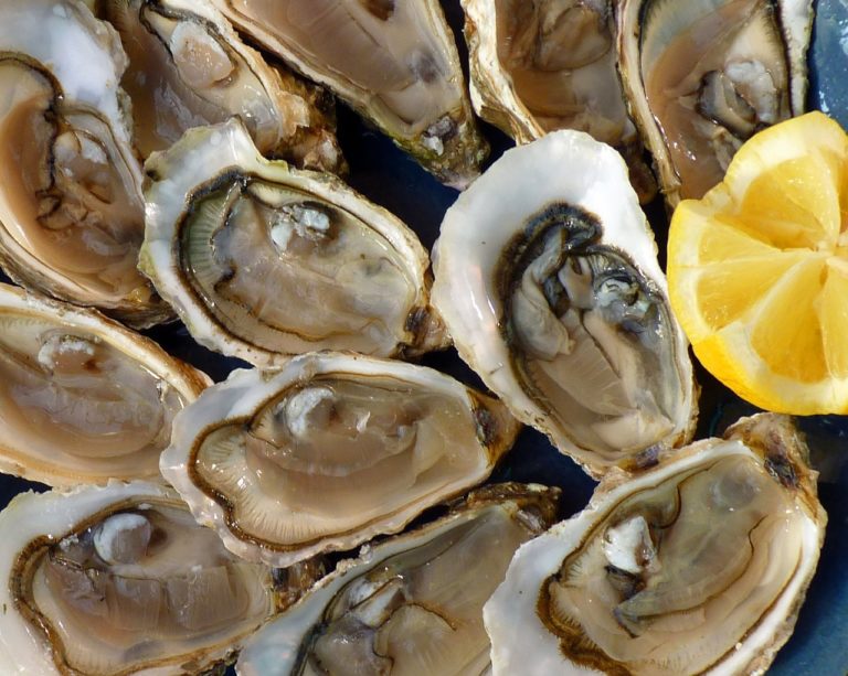 Do Oysters Feel Pain? Animal Hype