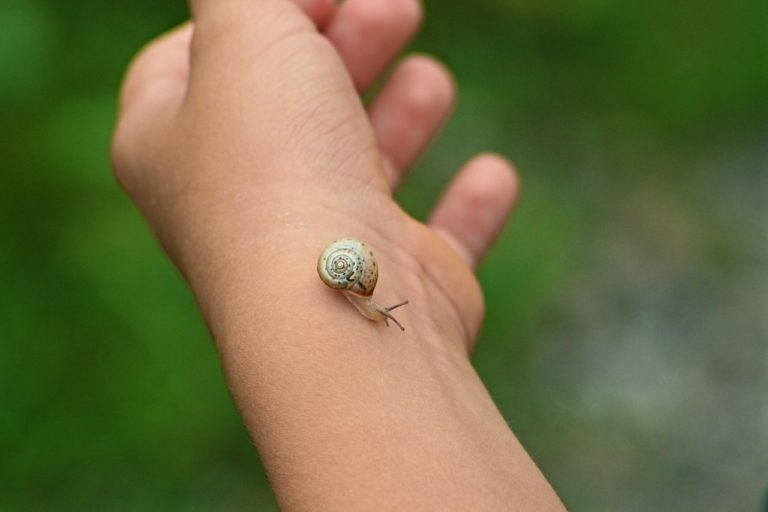 Do Snails Bite? Animal Hype