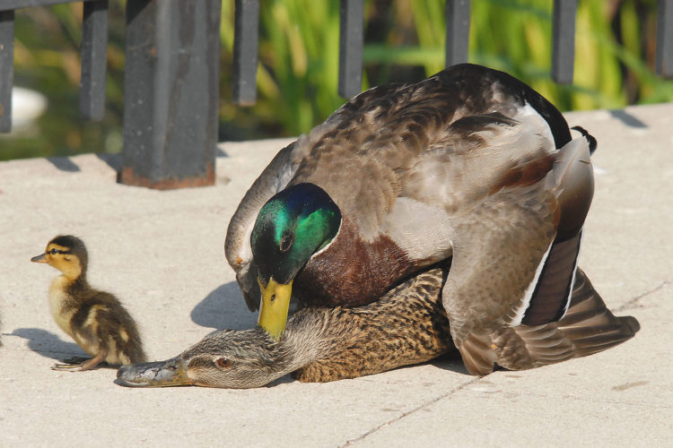 How Do Ducks Mate? The Quacking Romance! Animal Hype