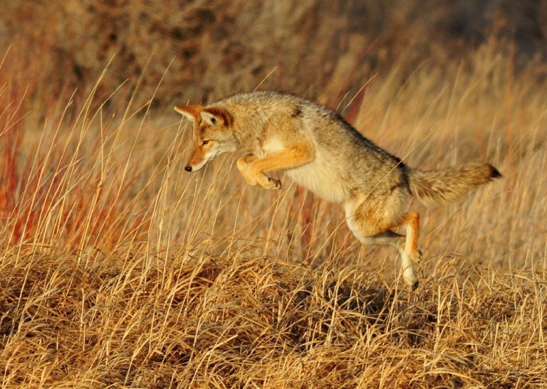 What Do Coyotes Eat? Animal Hype