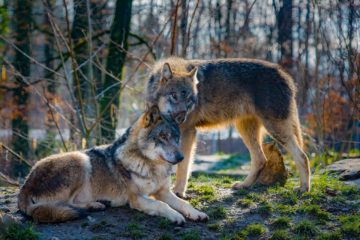 Do Wolves Mate For Life? - Animal Hype