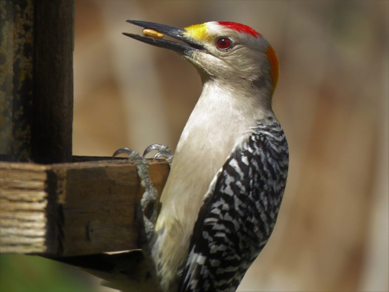 What Do Woodpeckers Eat? Attracting Woodpeckers With Food! - Animal Hype