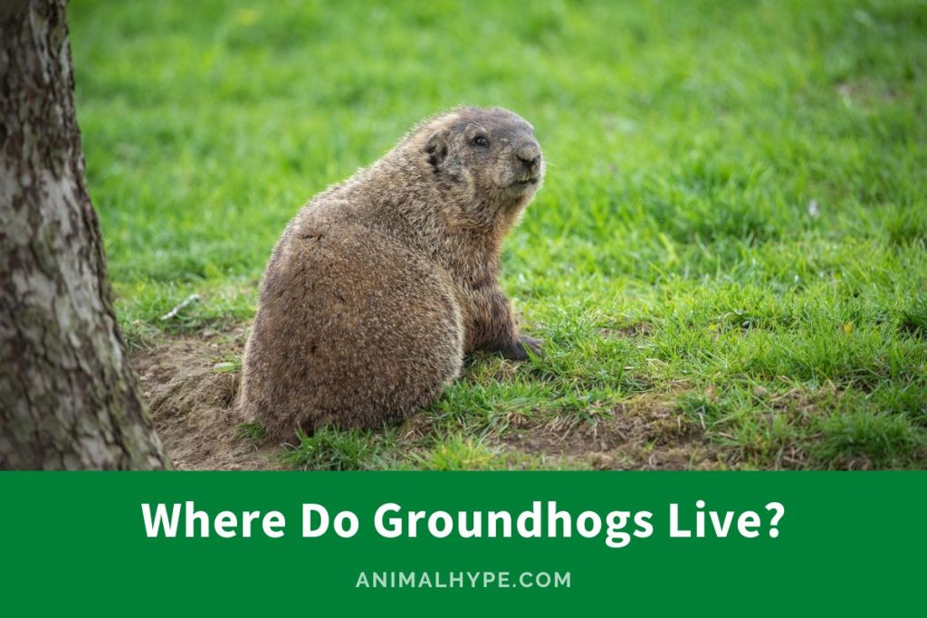 Where Do Groundhogs Live? An Exploration of Their Habitat - Animal Hype