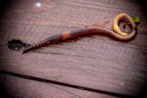 How Do Worms Reproduce? Nature’s Underground Secret - Animal Hype
