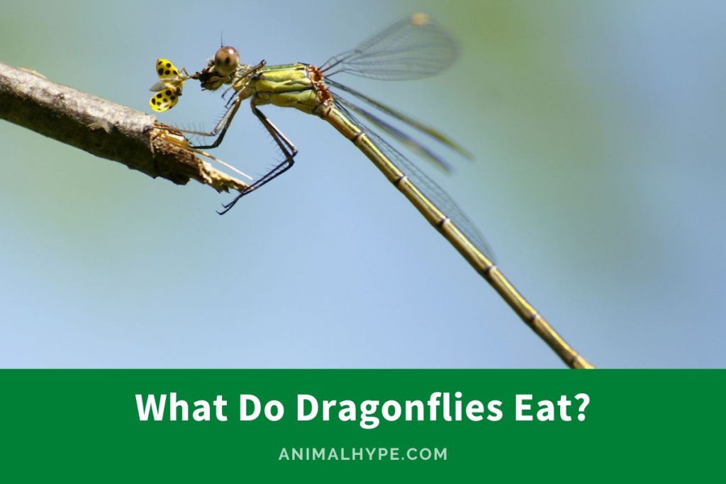 What Do Dragonflies Eat? Diet Decoded Animal Hype