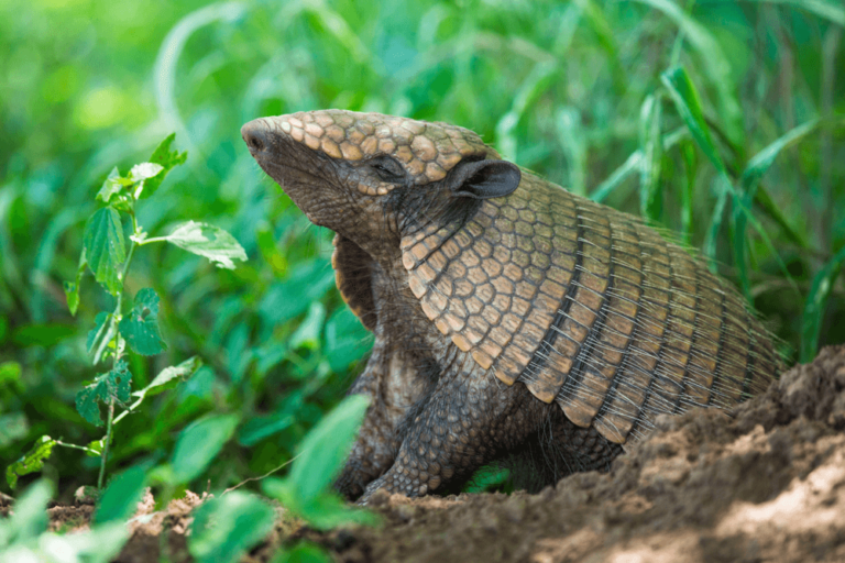 26 Armadillo Facts Debunking the myths! Animal Hype