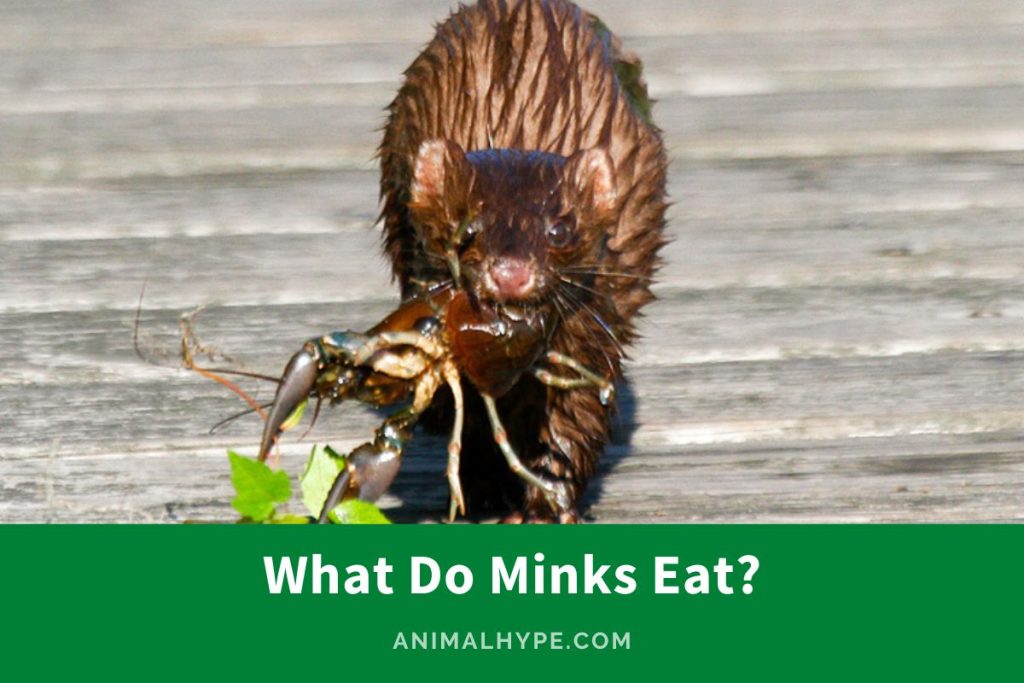 What Do Minks Eat? Wetland Diets Decoded Animal Hype