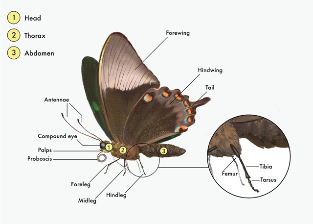 Do Butterflies Bite? Do They Have Teeth? - Animal Hype