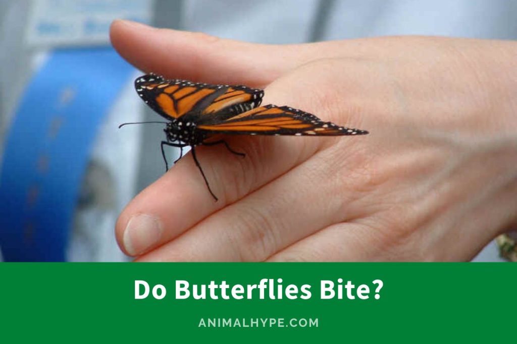 Do Butterflies Bite? Do They Have Teeth? Animal Hype