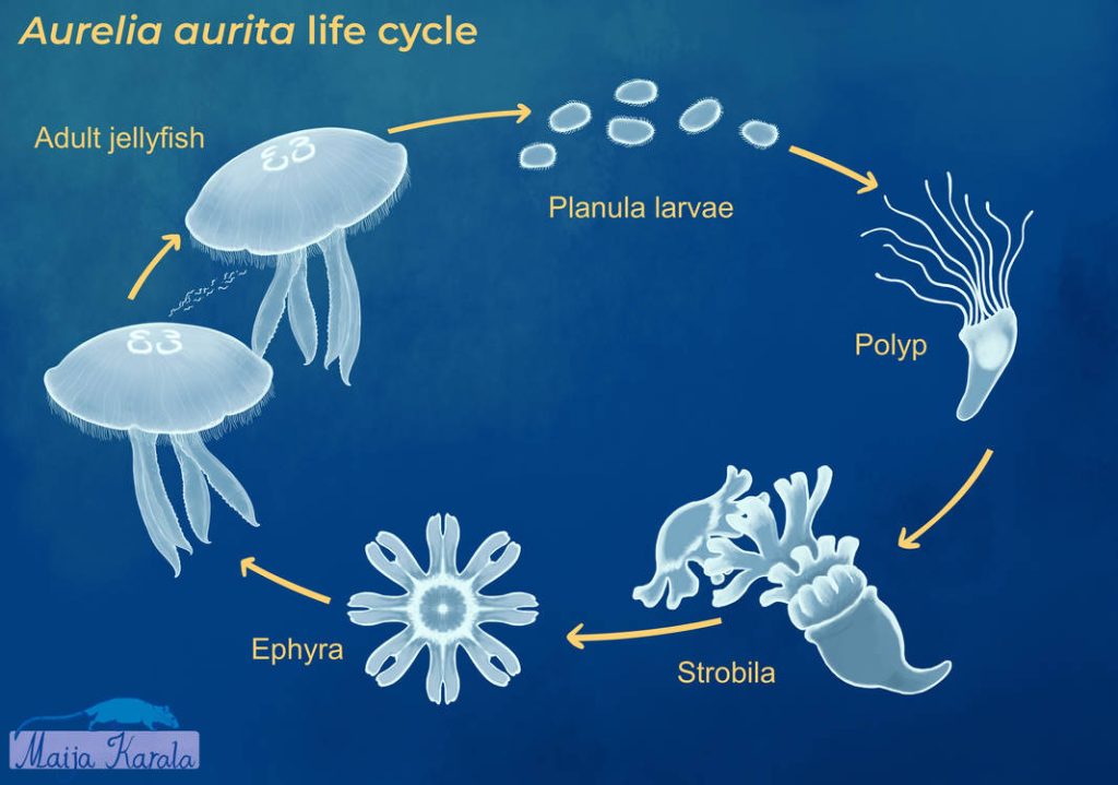 Jellyfish Life Cycle: Drifting Through the Stages of Life - Animal Hype