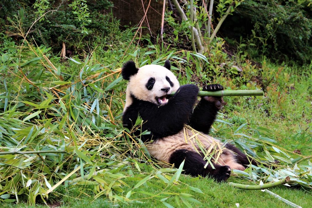 151 Cute and Funny Panda Names Animal Hype