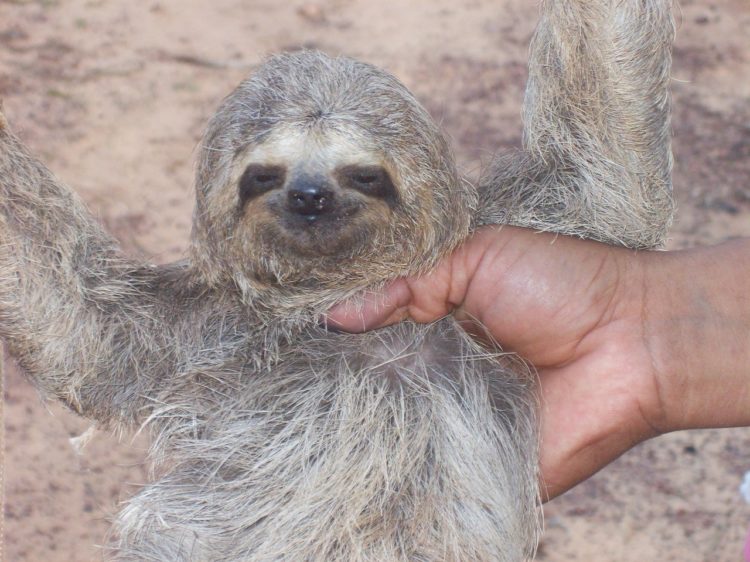233 Funny and Cute Names for Pet Sloths Animal Hype