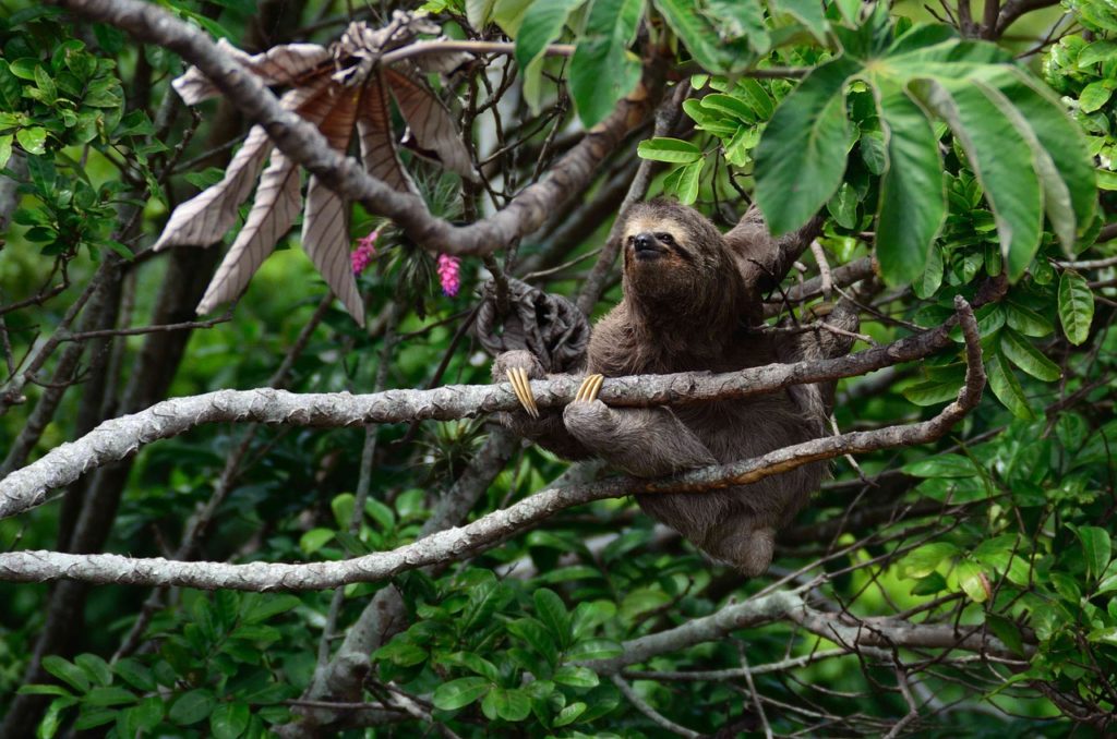 233 Funny and Cute Names for Pet Sloths Animal Hype