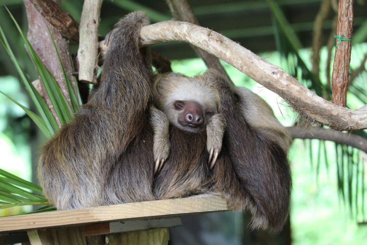 562 Quirky Sloth Names to Match Their Chill Vibe Animal Hype