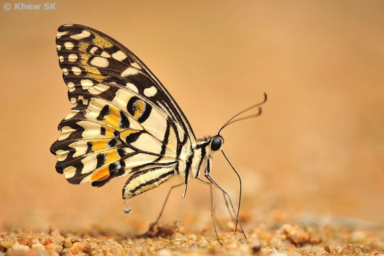 Do Butterflies Poop? From Petals to Poop Paradox Animal Hype