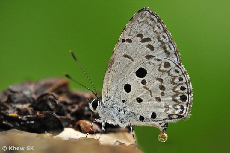 Do Butterflies Poop? From Petals to Poop Paradox Animal Hype