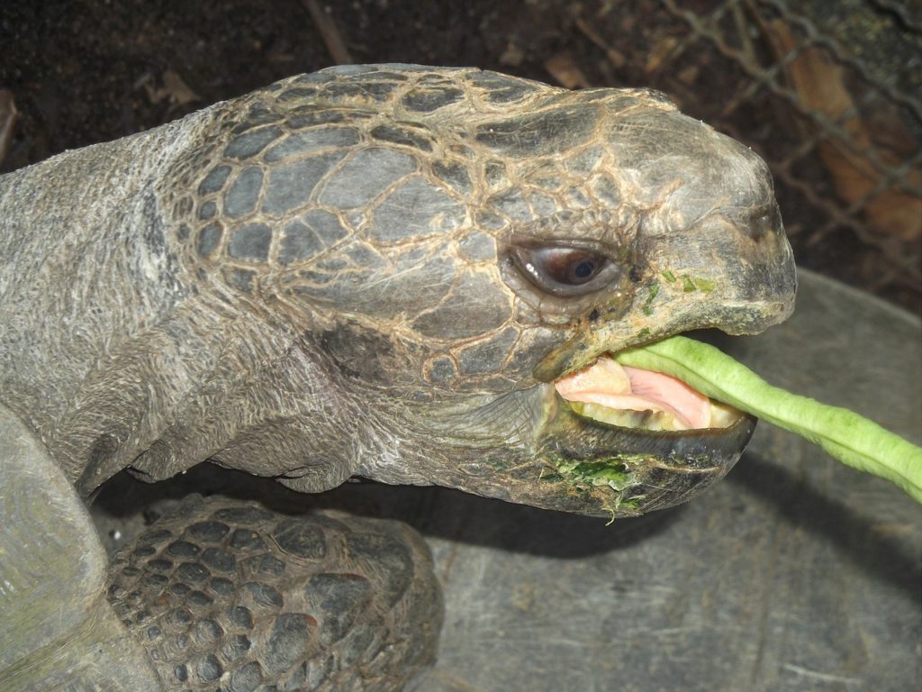 Can Tortoise Eat Grapes? A Flavorful Investigation Animal Hype