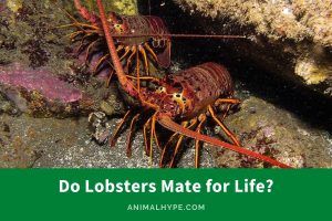 Do Lobsters Mate for Life? The Love Tale from the Deep - Animal Hype