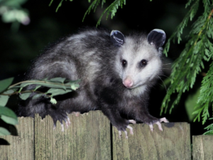 Do Possums Eat Rats? - Animal Hype