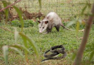 Do Possums Eat Snakes? The Wild Diet Revealed - Animal Hype