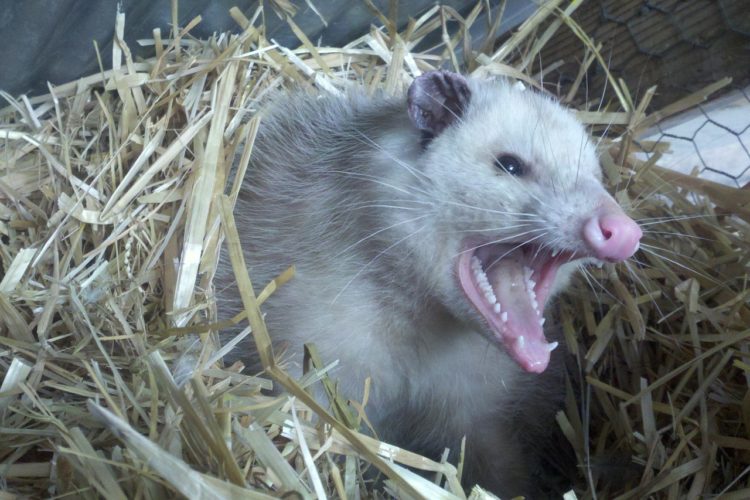 Do Possums Eat Snakes? The Wild Diet Revealed - Animal Hype