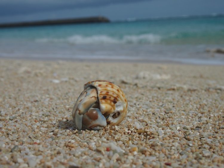 Do Hermit Crabs Sleep? Animal Hype