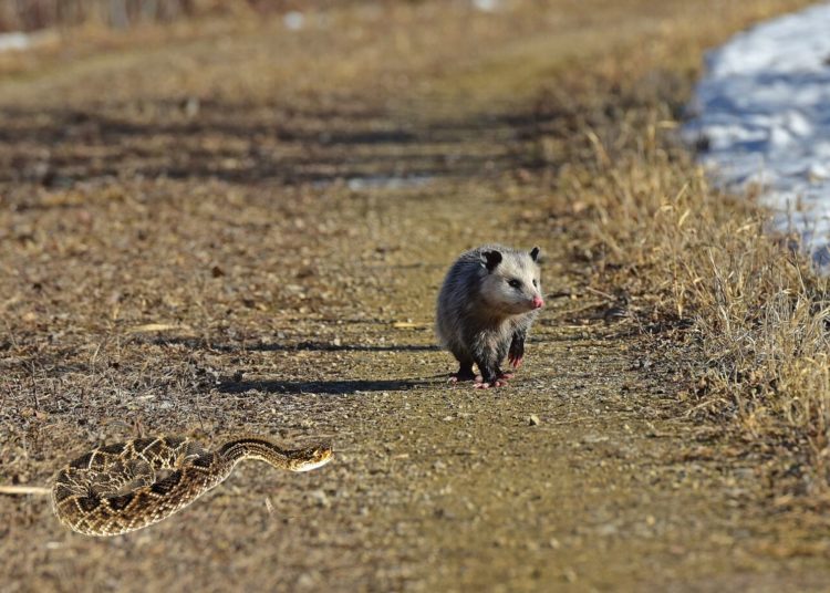 Do Possums Eat Snakes The Wild Diet Revealed Animal Hype Do possums eat snakes the wild diet revealed animal hype