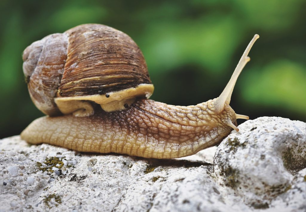 241 Cute And Funny Pet Snail Names Animal Hype