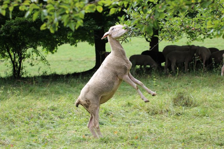 Can Goats Eat Apples? A Crunchy Delight or a NoGo? Animal Hype