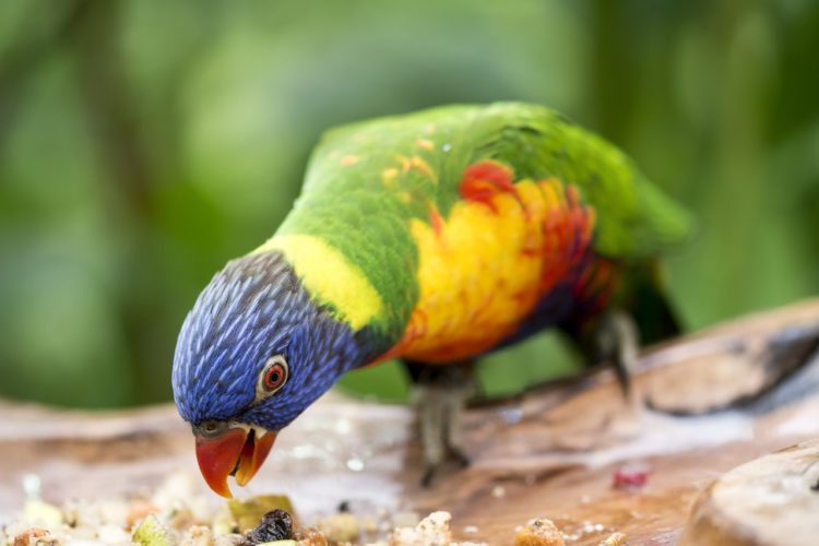 Can Parrots Eat Apples? Unpeeling the Truth Animal Hype