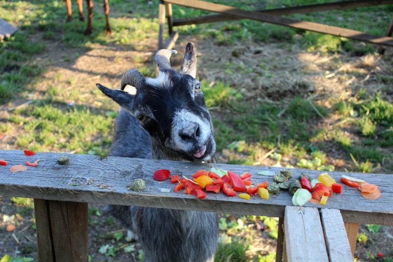 Can Goats Eat Apples? A Crunchy Delight or a NoGo? Animal Hype