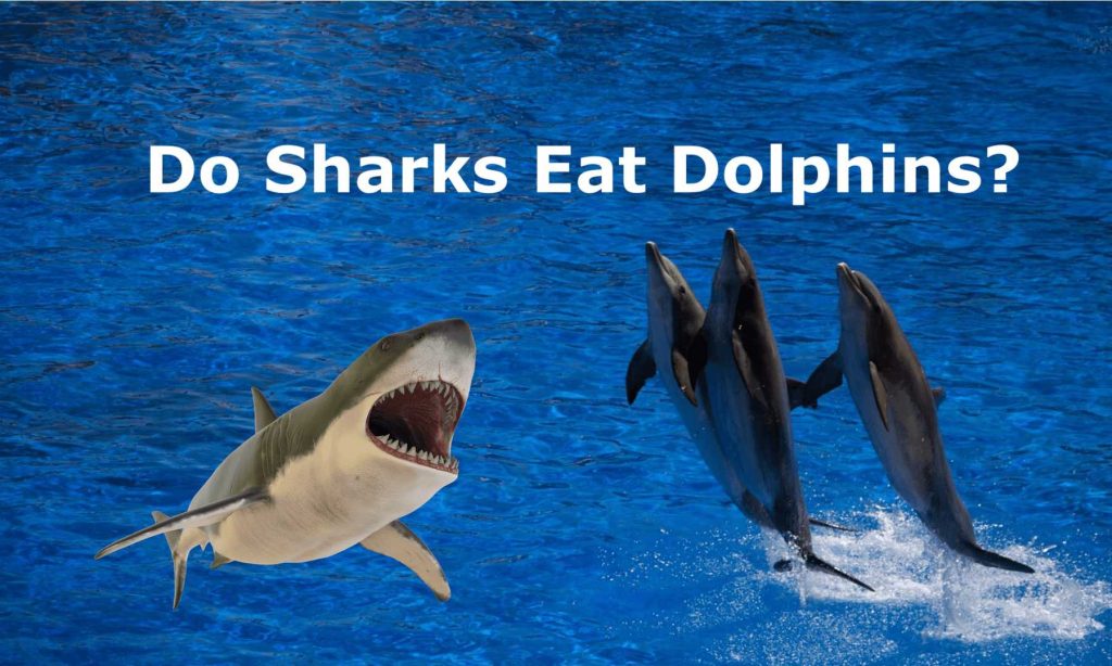 Do Sharks Eat Dolphins? Diving Into Oceanic Food Chains - Animal Hype
