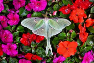 Spiritual Meaning Of Luna Moth