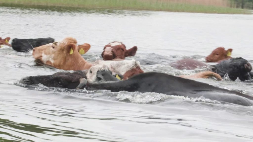 Can Cows Swim? From Pastures to Ponds Animal Hype