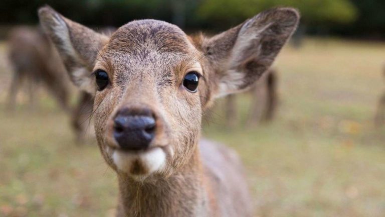 168 Cute And Funny Deer Names Animal Hype