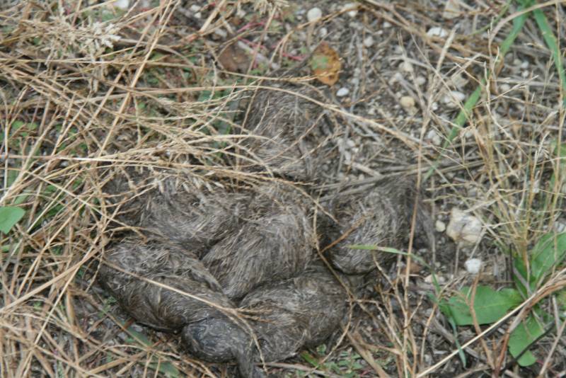 Old Coyote Scat