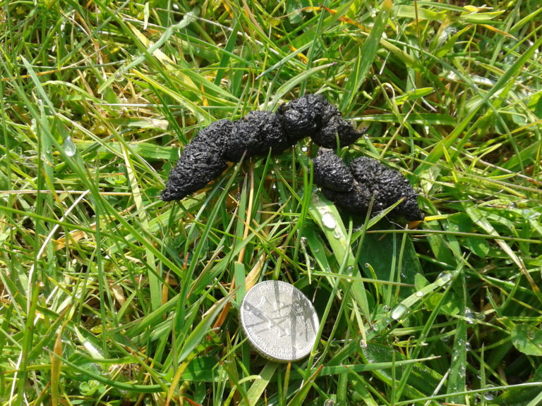 Hvordan Ser Hedgehog Poop Ud? (med billeder) Animal Hype ISO Standards