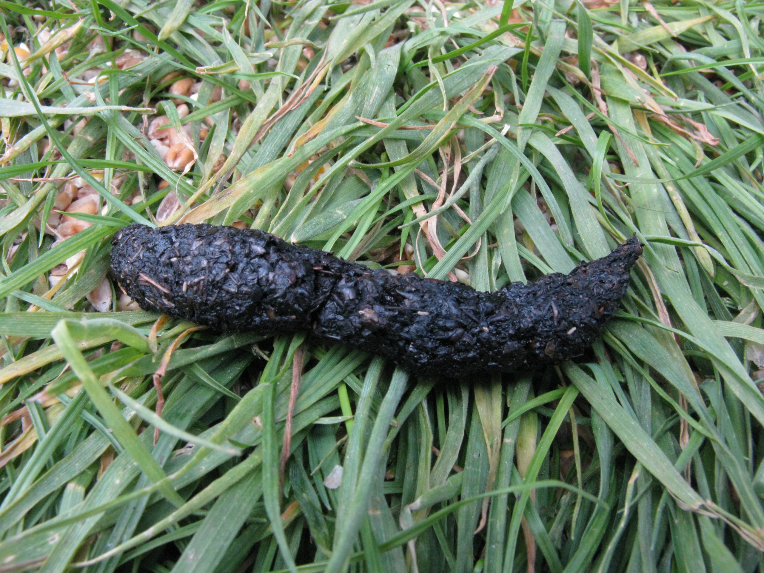 Pictures Of Animal Poop