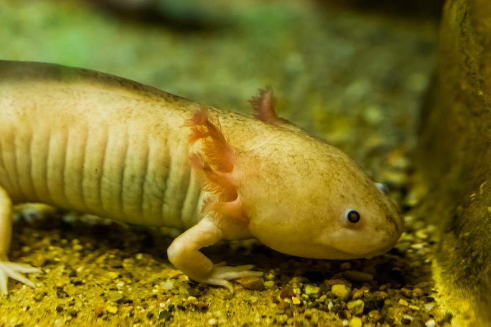 419 Cute And Funny Axolotl Names Animal Hype
