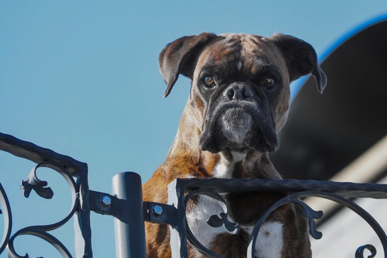 Are Boxers Good Guard Dogs? Animal Hype