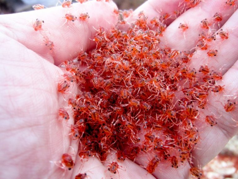 Do Crabs Lay Eggs? Reproduction in Crabs Animal Hype