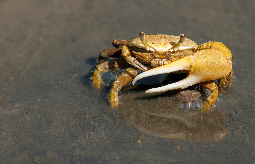 Can Crabs Swim? Animal Hype