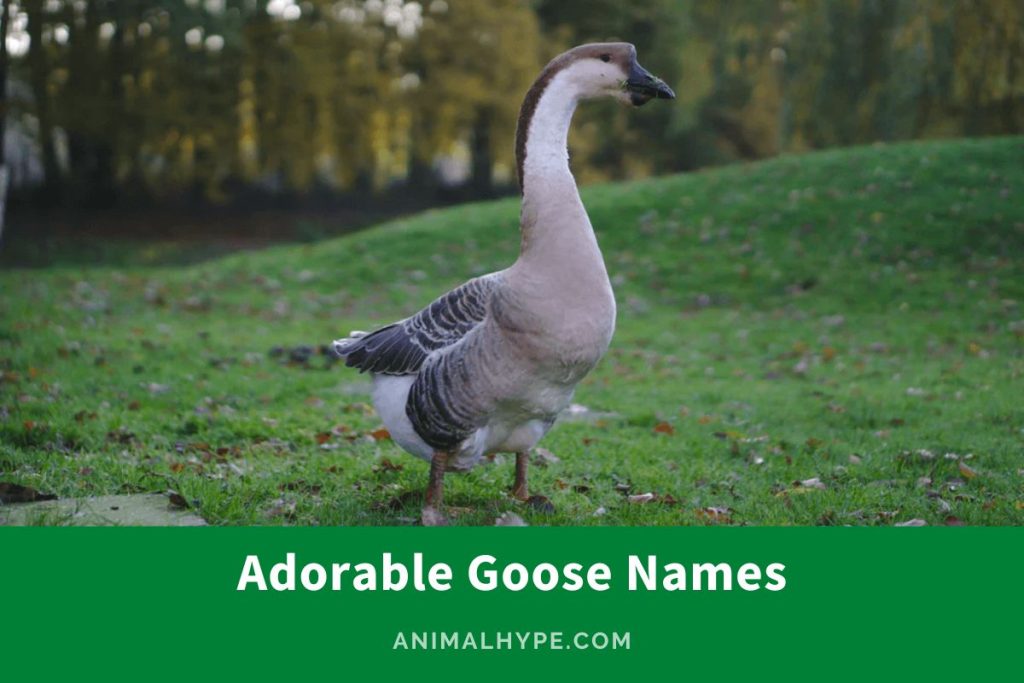 363 Adorable Goose Names for Your Feathered Friend Animal Hype
