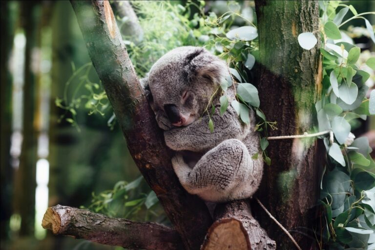 321 Cute and Funny Koala Names Animal Hype