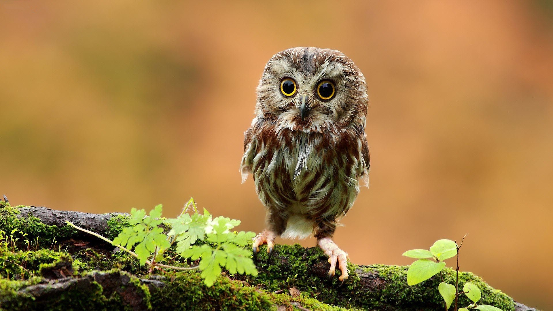 Cute Baby Owl Photos Videos And Facts Animal Hype Cute Baby Owl Photos Videos And Facts Animal Hype