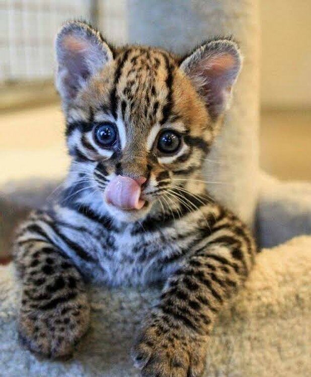 Cute baby Jaguar 