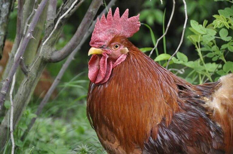 573 Cute and Funny Rooster Names that Are Actually Good Animal Hype